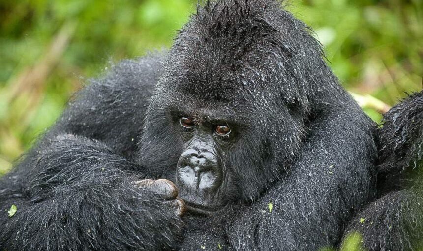 4 Days Unveiling Uganda’s Gems: Gorillas, Lakes & Culture