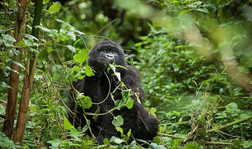 5-Day Ugandan Gorilla Trek Adventure