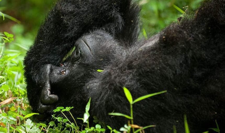 4-Day Budget Uganda Gorilla & Wildlife Adventure