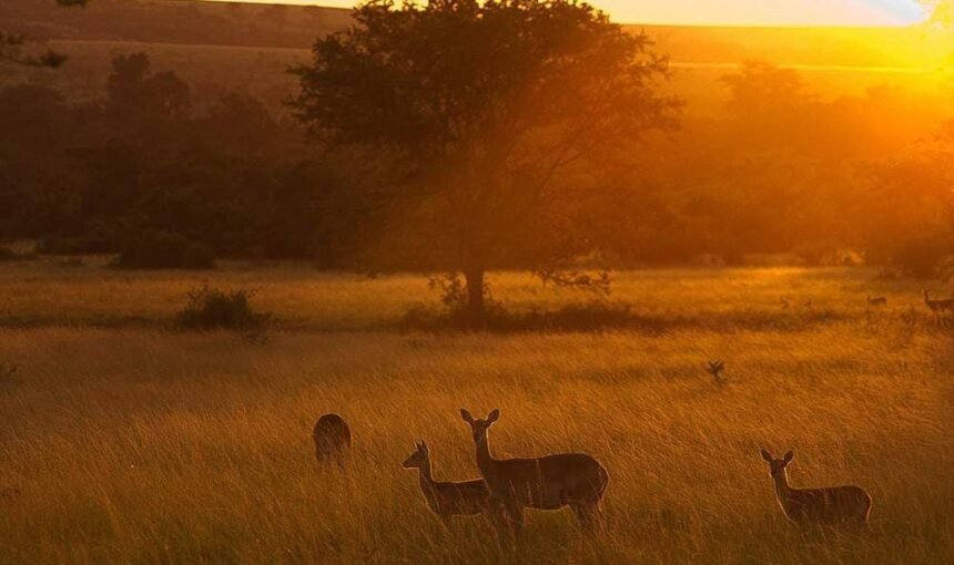 3 Days Masai Mara Safari