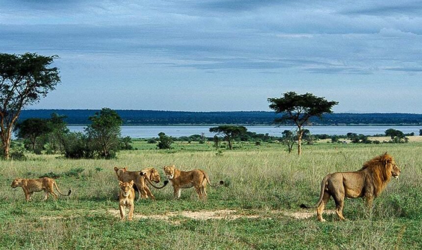 7-Day Luxurious Safari Experience unveiling the Enchanting Tapestry of Kenya